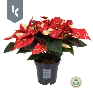 Poinsettia Superba Glitter