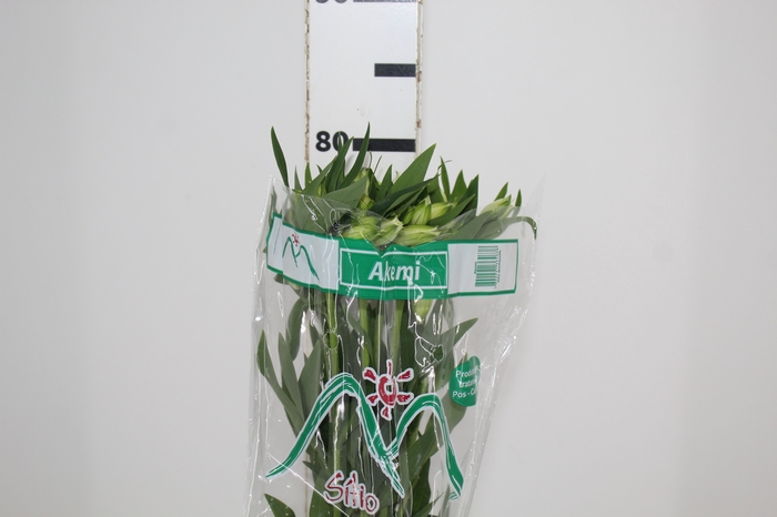 <h4>ALSTROEMERIA AKEMI 080 CM</h4>