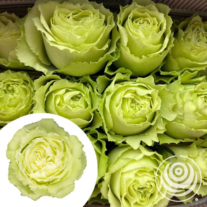 <h4>R Eq Lemonade</h4>