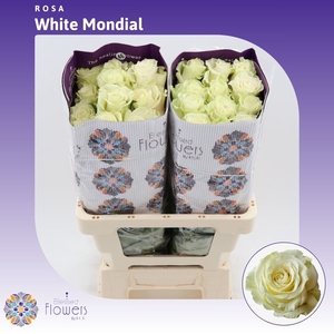 Rosa gr White Mondial