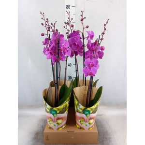 Phalaenopsis  'Evolution'