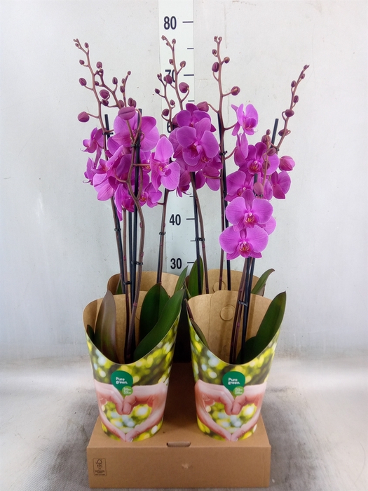 <h4>Phalaenopsis  'Evolution'</h4>