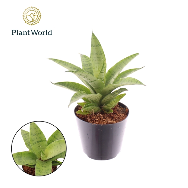 <h4>Sansevieria 'lotus'</h4>
