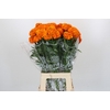 Tagetes Marigold Promise Orange