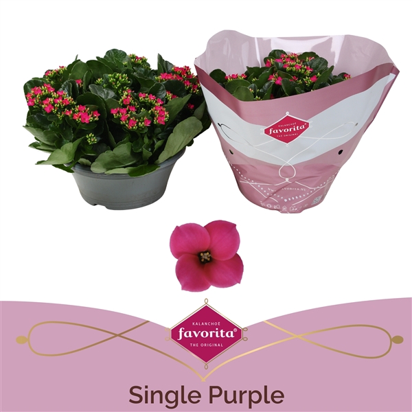 <h4>Kalanchoë Single Purple in SV.COloursleeve</h4>