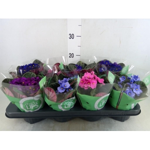 Saintpaulia   ...mix