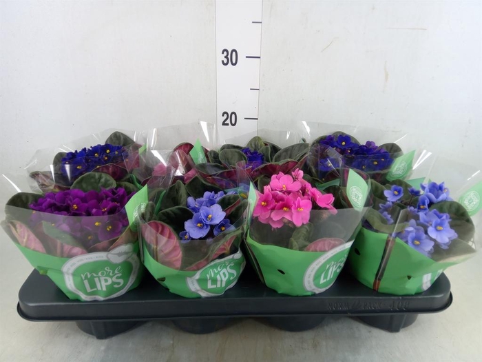 <h4>Saintpaulia   ...mix</h4>