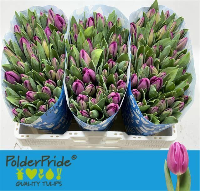 <h4>TU EN SYNAE SAMOUCO</h4>