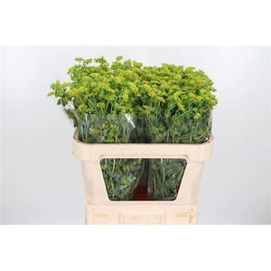 BUPLEURUM ROTUNDIFOL