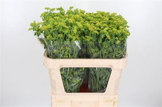 BUPLEURUM ROTUNDIFOL