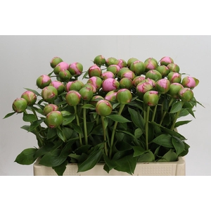 Paeonia Angel Cheeks