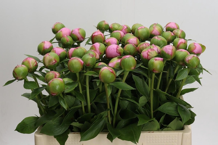 Paeonia Angel Cheeks