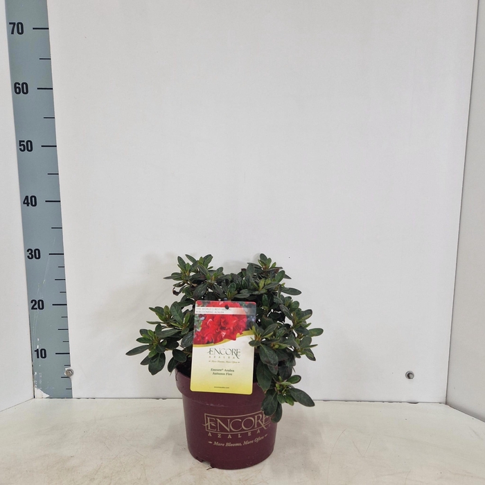 <h4>Rhododendron ENCORE® Autumn Fire ('Roblez'PBR)</h4>