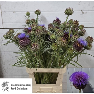 Cynara Cardunculus