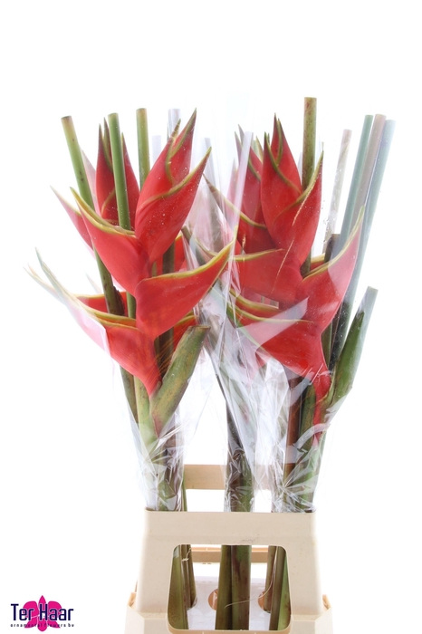 <h4>HELIC BIHAI</h4>