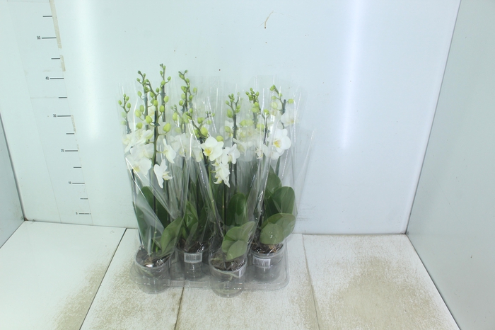 <h4>PHALAENOPSIS MINI P09 BRANCO 2 HT</h4>