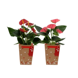 Anthurium red&pink mix in Lynn Hearts bag