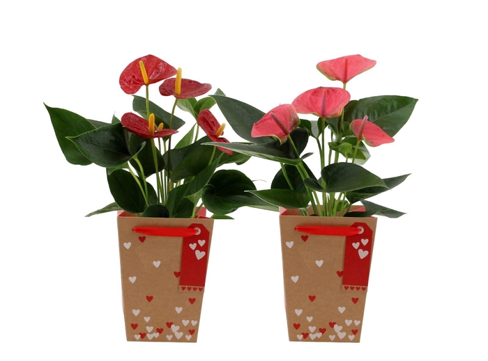 <h4>Anthurium red&pink mix in Lynn Hearts bag</h4>