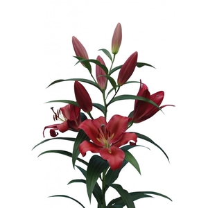 Li Ot Red Desire