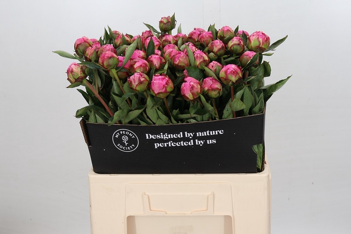 Paeonia Dr A Fleming