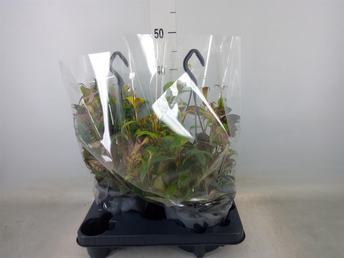 <h4>Aeschynanthus marmoratus</h4>