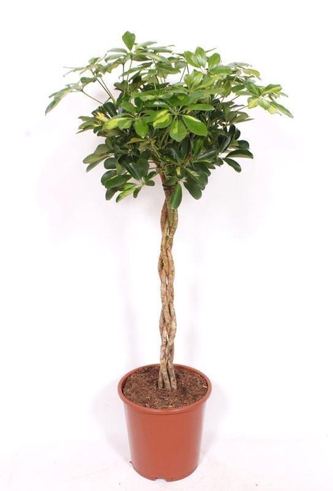<h4>Schefflera arbor. 'Gold Capella'</h4>