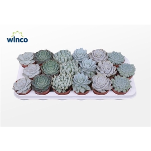 Echeveria Ice Mix (6 Spc.)