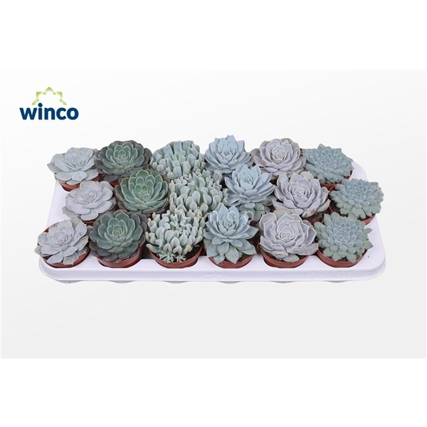 <h4>Echeveria Ice Mix (6 Spc.)</h4>