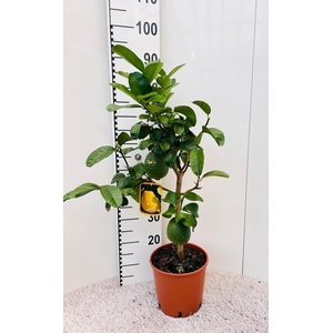 Citrus medica var. Cedro jumbo limon