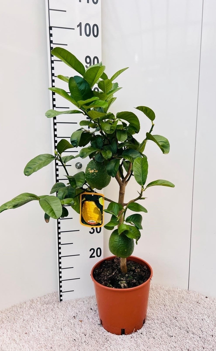 <h4>Citrus medica var. Cedro jumbo limon</h4>