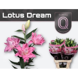 Li Or Double Lot Dream 4+ Qualily