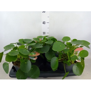 Pilea peperomoides