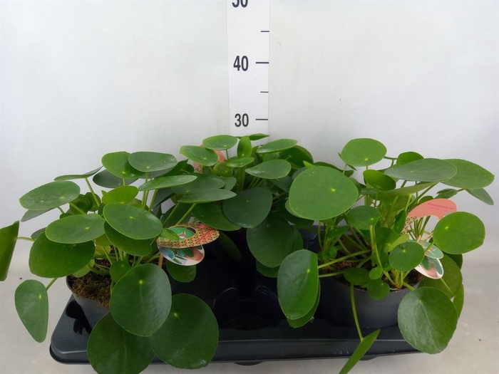 <h4>Pilea peperomoides</h4>