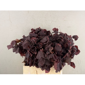 Corylusblad Roter Zelle