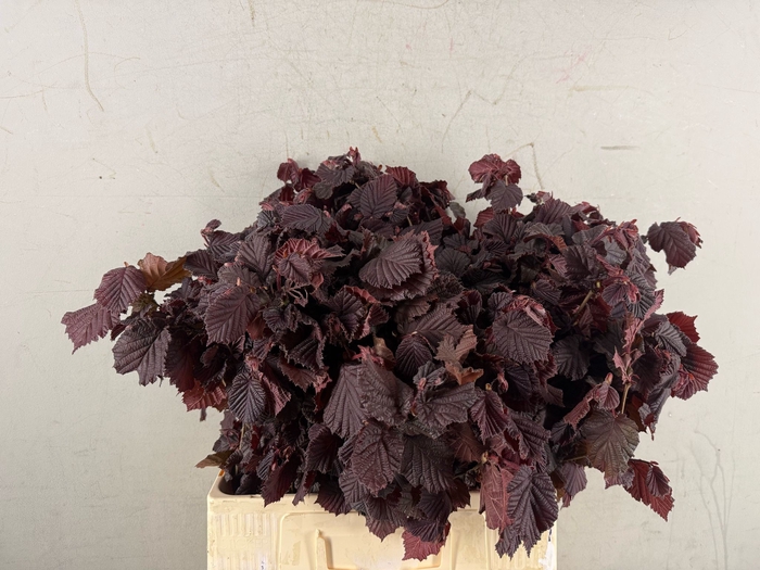 <h4>Corylusblad Roter Zelle</h4>