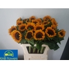 Helianthus an. 'Orange Fire'
