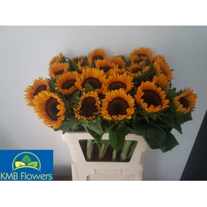 Helianthus