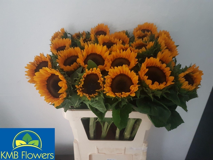 Helianthus an. 'Orange Fire'