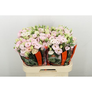 EUS G LISANNE L PINK