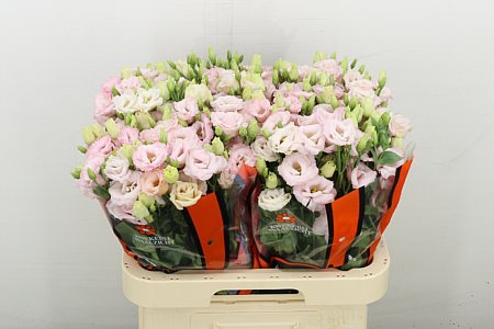 <h4>EUS G LISANNE L PINK</h4>