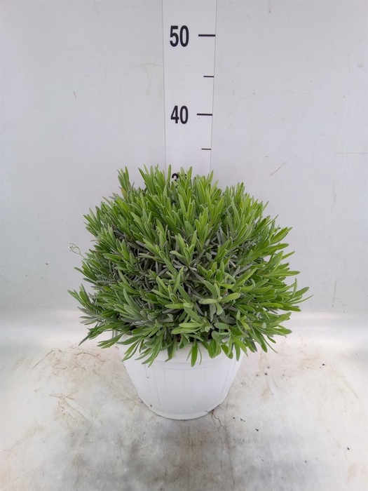 <h4>Lavandula angus.</h4>