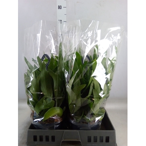 Platycerium bifurc.