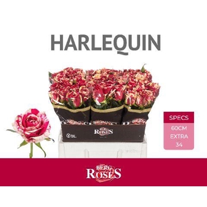 R GR HARLEQUIN 60 cm 34