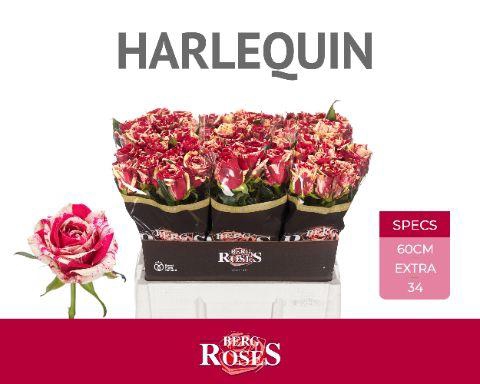 <h4>R GR HARLEQUIN 60 cm 34</h4>