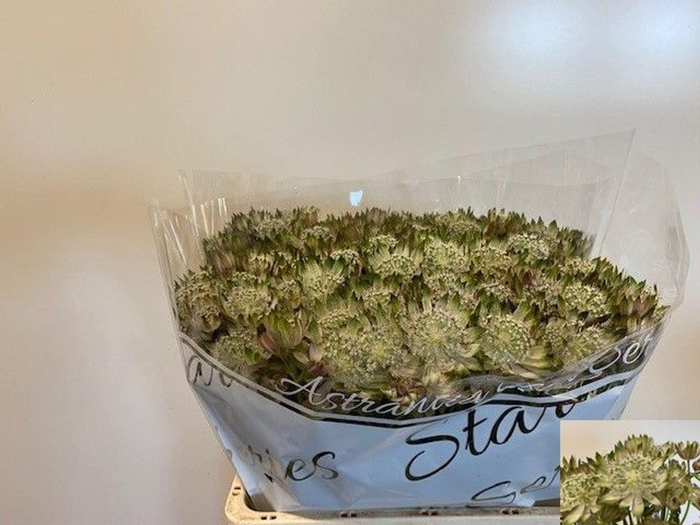 <h4>ASTRANTIA OVERIG ASTR MAJOR OV</h4>
