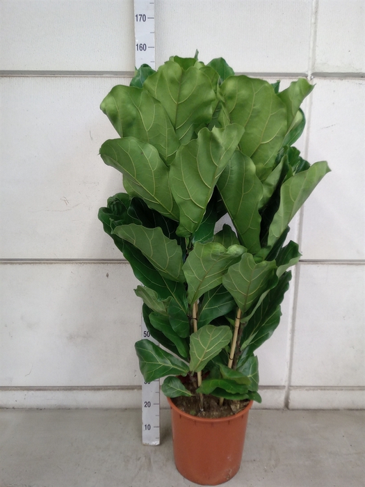 Ficus lyrata