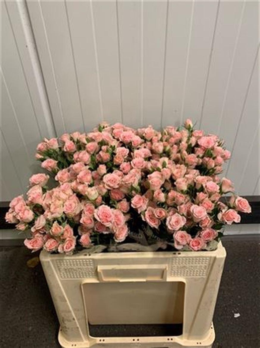 <h4>R Tr Lydia -in box</h4>