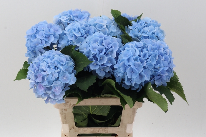 <h4>Hydr M Ch Verena Bl</h4>