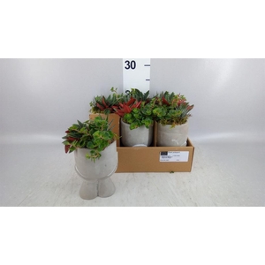 Arr.   Kamerplant Groen L%