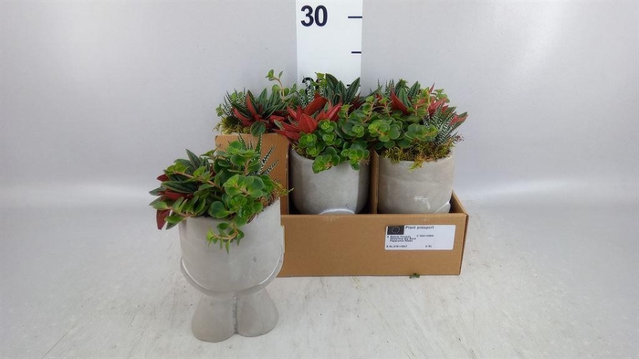 <h4>Arr.   Kamerplant Groen L%</h4>